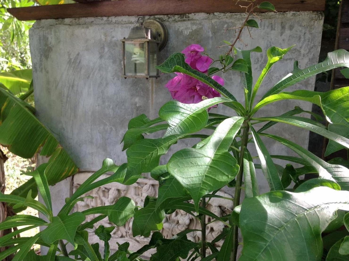 Ananas Samui Hostel Laem Set Beach Exterior foto